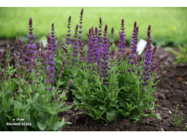 Salvia nemorosa   'Ostfriesland'